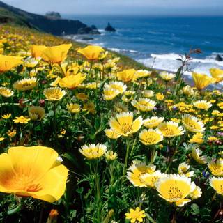 Coastal wildflowers wallpaper