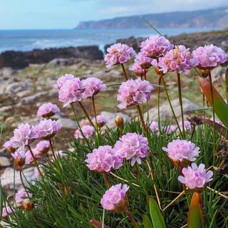 Coastal wildflowers wallpaper