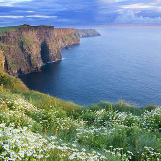 Coastal wildflowers wallpaper