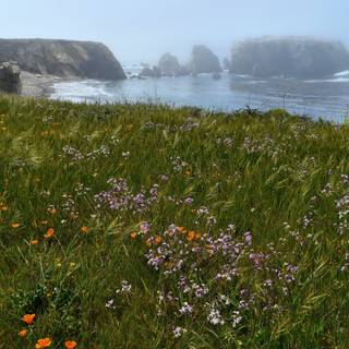 Coastal wildflowers wallpaper