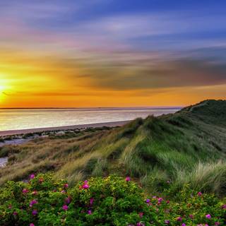 Coastal wildflowers wallpaper