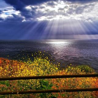 Coastal wildflowers wallpaper