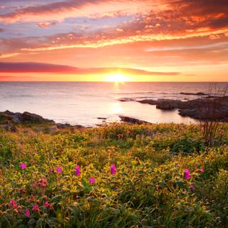 Coastal wildflowers wallpaper