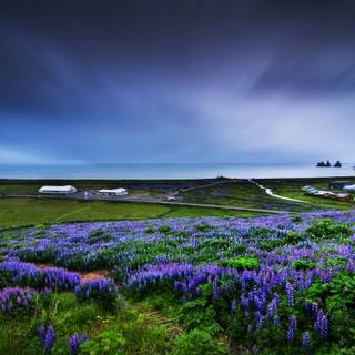 Coastal wildflowers wallpaper