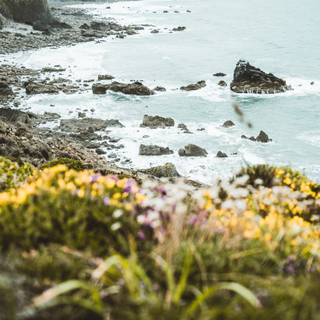 Coastal wildflowers wallpaper