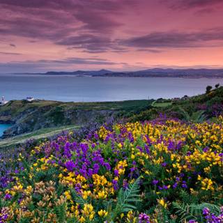 Coastal wildflowers wallpaper