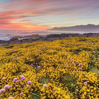 Coastal wildflowers wallpaper