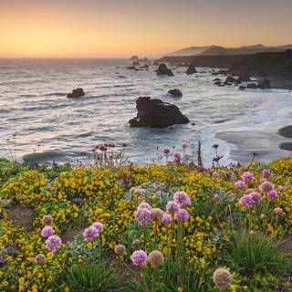 Coastal wildflowers wallpaper
