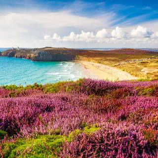 Coastal wildflowers wallpaper