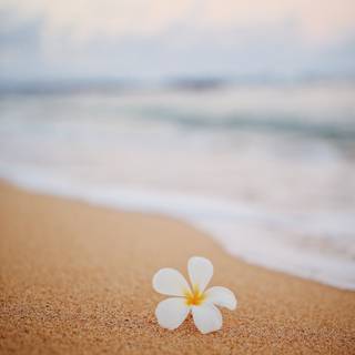 Coastal wildflowers wallpaper