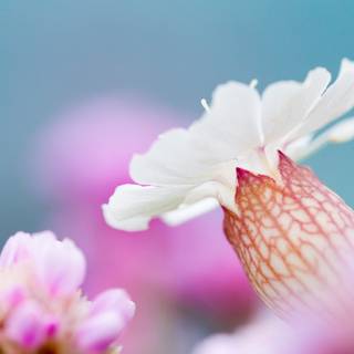 Coastal wildflowers wallpaper