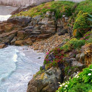 Coastal wildflowers wallpaper