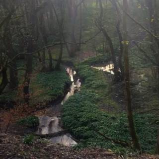 Forestcore wallpaper