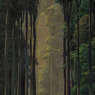 Forestcore wallpaper