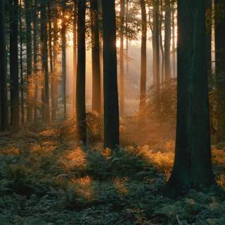 Forestcore wallpaper