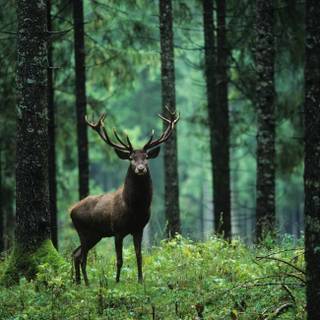 Forestcore wallpaper