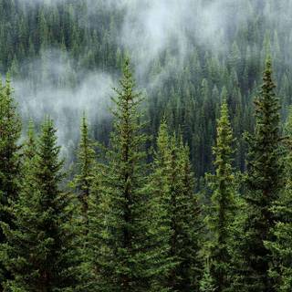 Forestcore wallpaper