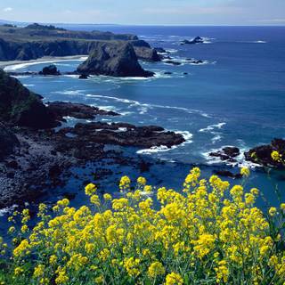 Coastal wildflowers wallpaper