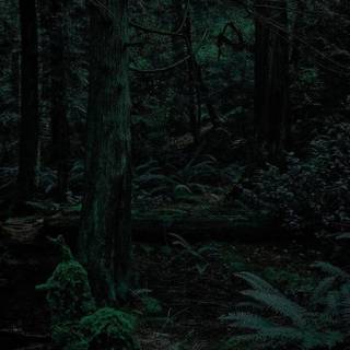 Forestcore wallpaper