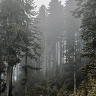 Forestcore wallpaper