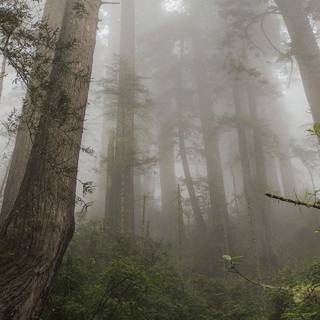 Forestcore wallpaper