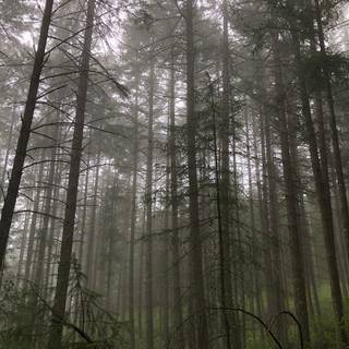 Forestcore wallpaper