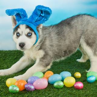 Happy Easter dog wallpaper