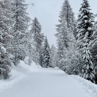 Winter forest 1920x1080 wallpaper