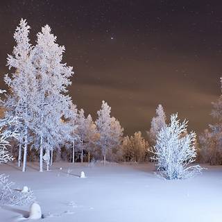 Winter forest 1920x1080 wallpaper