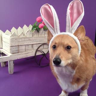 Happy Easter dog wallpaper