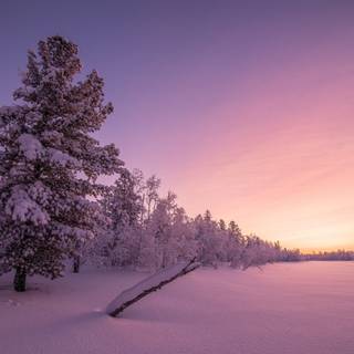 Purple and winter wallpaper