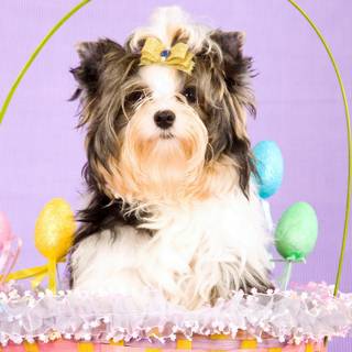 Happy Easter dog wallpaper