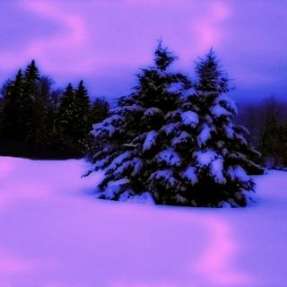 Purple and winter wallpaper