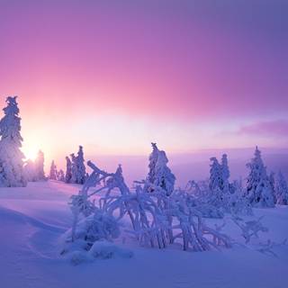 Purple and winter wallpaper