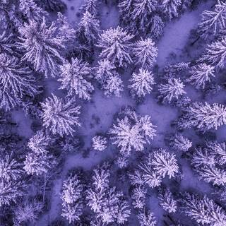 Purple and winter wallpaper