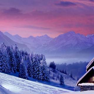 Purple and winter wallpaper