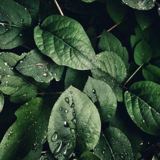 iPhone 4k green wallpaper