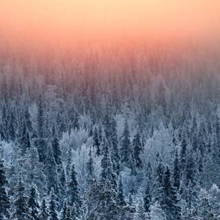 Bye bye winter wallpaper