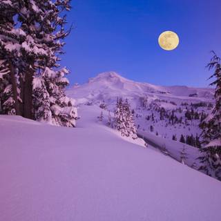 Purple and winter wallpaper