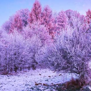 Purple and winter wallpaper