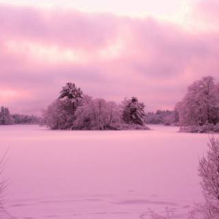 Purple and winter wallpaper
