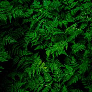 iPhone 4k green wallpaper