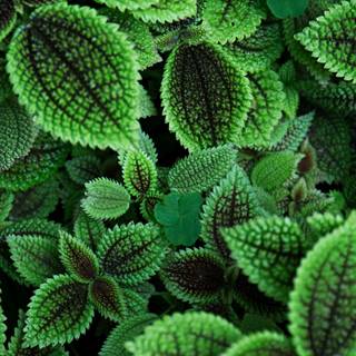 iPhone 4k green wallpaper