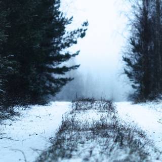 Winter forest 1920x1080 wallpaper