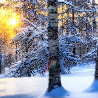 Winter forest 1920x1080 wallpaper
