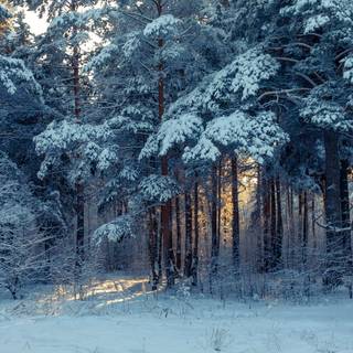 Winter forest 1920x1080 wallpaper