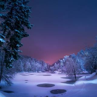 Winter forest 1920x1080 wallpaper