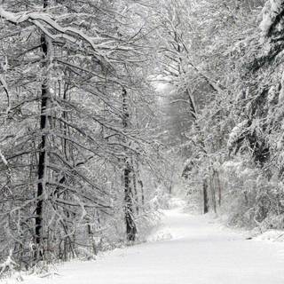 Winter forest 1920x1080 wallpaper