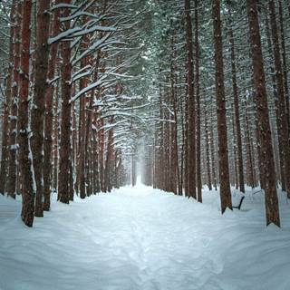 Winter forest 1920x1080 wallpaper