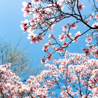 Pink aesthetic spring wallpaper